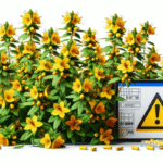 Herbal Interactions with UK Medications Explained