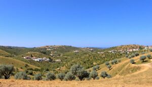 Olive Heritage in Portugal: Explore Alentejo’s Olive Route