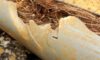 Pipe Relining: Effectively Managing Tree Roots in Drains
