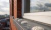 Bird Proofing: Spike-Free Gel Repellent Solutions