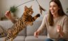 Bengal Cat Exercise Needs: Essential Tips for Their Health