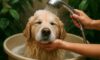 Pet Bath Water Conservation Tips for Your Home